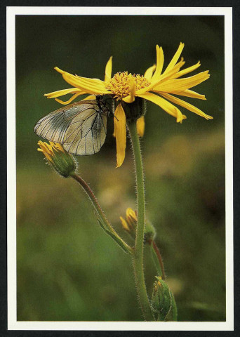 L'été : arnica et gazé
