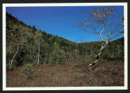 L'automne : la tourbière du Rosely