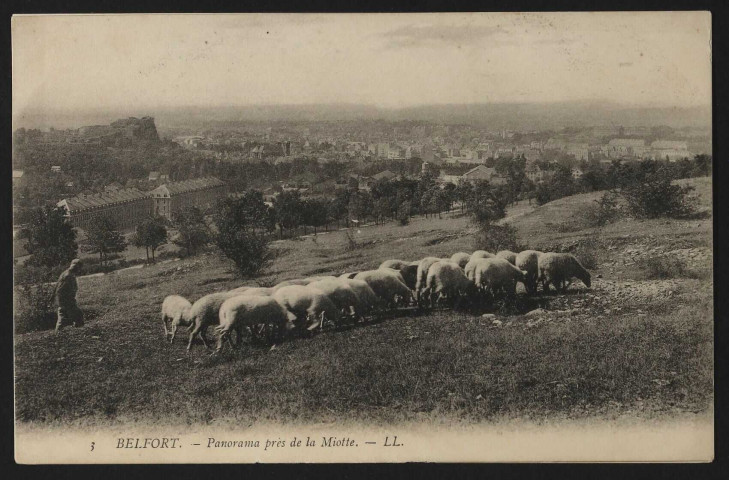 Belfort - Panorama près de la Miotte (un troupeau de moutons au pâturage)